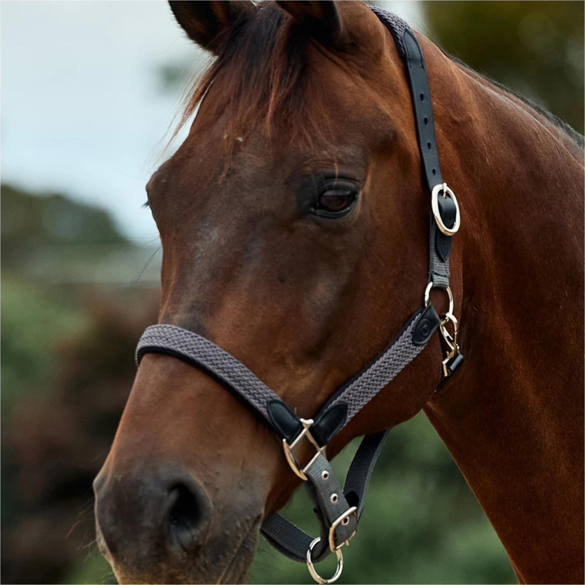 2026 Dublin Braided Leather Headcollar 1031532 - Charcoal